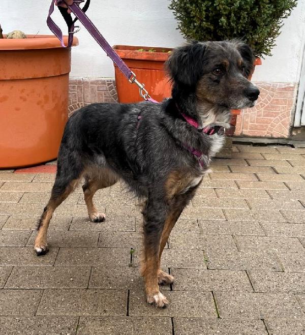 LILY DOLCISSIMA CAGNOLINA Foto 4